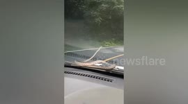 Snake found slithering on car bonnet during mountain road drive in China