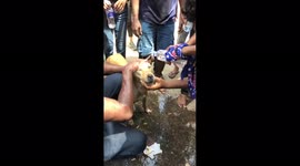 Sri Lankan protesters help dog that was tear gassed outside PM's office