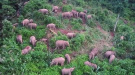 Herd of Asian elephants spotted grazing for food in mountain forest in China