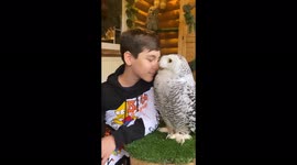 Incredible trust of a snowy owl to a young man!