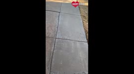 Woman who lost her two Boxer pups gets surprised with a new puppy Emotional