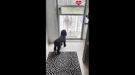 Adorable puppys excitement knows no bounds as she reunites with her favorite hooman after 3 months