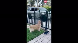 Precious puppy DOESNT HOLD BACK her love while reuniting with owner