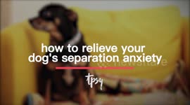 Make Traveling Away From Your Pet Easier By Working On Their Separation Anxiety