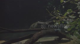 Why The Platypus Is Considered The Oddball in the Animal Kingdom