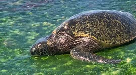 Turtle on land in Hawaii | Eating Turtle  | Green Sea Turtle on famous North Shore beach on Oahu in Hawaii