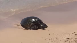 Turtle coming on land in Hawaii | Green Sea Turtle on famous North Shore beach on Oahu in Hawaii
