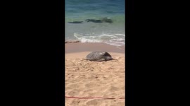Woman next to Green Sea Turtle in Hawaii | Turtle on beach in Hawaii | Green Sea Turtle on famous North Shore beach on Oahu in Hawaii