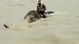 The emotional moment elephant and mahout swim across a raging Ganga river in Northern India