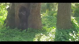 Sloth Bear scratching its back on a tree is a representation of its territory, says animal enthusiasts.