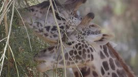 Check Out How This Giraffe’s Long Tongue Makes His Life Much Easier