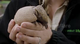 Sleepy armadillos want to hit the snooze button just like us