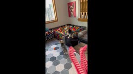Dogs playing in ball pit