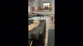 Dogs in ball pit