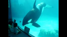 Child is playing with a killer whale toy in front of an aquarium with real killer whales!