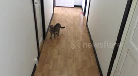 mom cat calling for his kitten