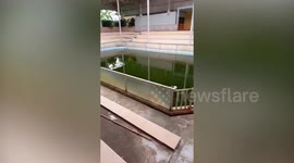 Brave local feeds emaciated crocodiles left to starve at 'abandoned' Thai zoo