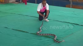 Snake show attract tourists after pandemic reduced zoo visitors in Thailand