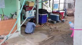 Stray dog found with mouth pierced by fishhook in Thailand