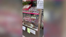 Cute pet cat sleeps in shop's glass display cabinet