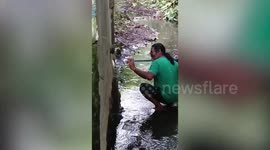 Kind father saves four piglets stuck inside drainage pipe