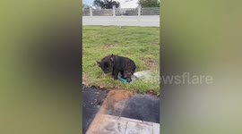 Smart pet French bulldog cools off with DIY tummy massage on fountain's water spray