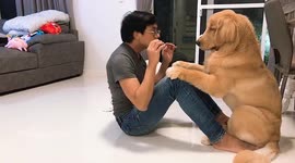 Supportive pet Golden Retriever helps owner exercise with sit-ups