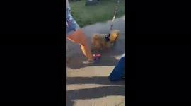 Buzz Lightyear the Goldendoodle walking in the Fourth of July parade
