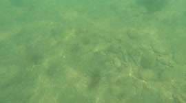 Weird fish with wings swimming in the south coast of spain