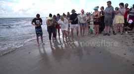 Crowds gather to watch turtle hatchlings be released into sea off Florida