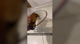 Dramatic dog forgets how to move after being forced to wear 'cone of shame'