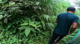 Fox tail orchid hunting