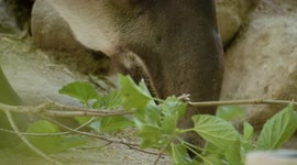 Why This Weird Creature Is Mistaken for Other Animals
