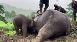 Mother elephant and calf rescued from drain before vets save jumbo with CPR (extended video 18:00)