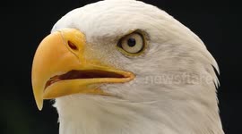 Watch Lincoln the incredible Bald Eagle on a glorious summers day.