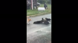 Alaska resident captures moment neighbour's dogs fight back against attacking eagle