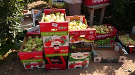Palestinian farmers collect apples at a farm