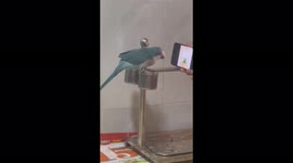 This hilarious parrot imitates dance moves while watching video on a phone