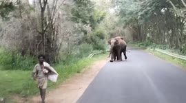 Elephant with calf charges toward pedestrian in southern India
