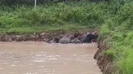 Rescuers save elephants trapped in pond in India