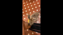 Kanga-loo! Tiny joey hops into owner's trousers while they're sat on toilet