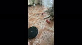 Husky defends his food from a robot vacuum cleaner!