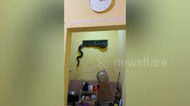 Huge python found curled up on family's kitchen window in Indonesia