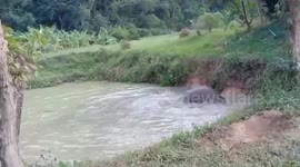 Young elephant enjoys splashing on muddy pond at Thai wildlife sanctuary