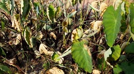 Crops are scorched due to heatwave in Yichang, China