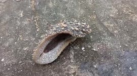 Bumpy-skinned sea slug found crawling on shore in Myanmar