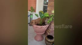 Pet Golden Retriever turns vase into DIY spa to cool off on hot day
