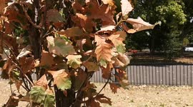 Extreme heatwave turns London Hyde Park trees yellow