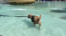 A dog goes for a swim in a fountain at Trafalgar Square as scorching temperatures hot the UK.
