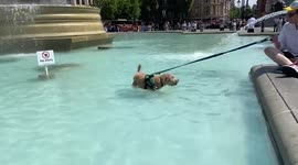 A dog goes for a swim in a fountain at Trafalgar Square as scorching temperatures hot the UK.